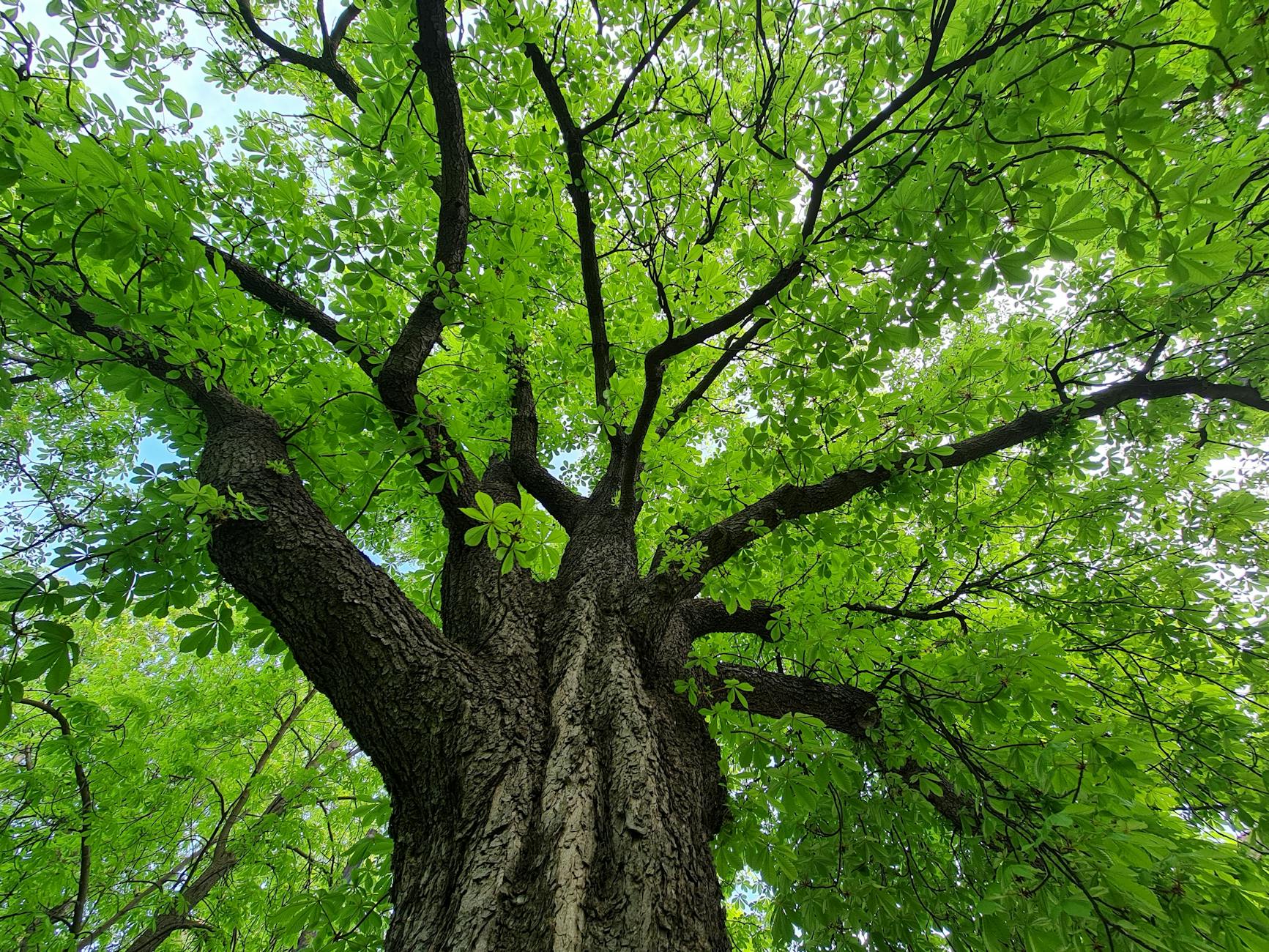 majestic green tree canopy view upwards